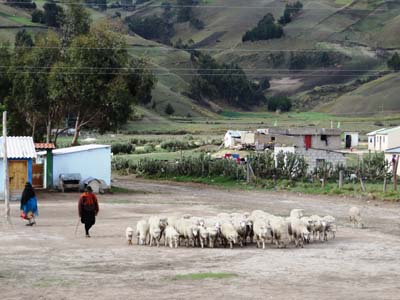 berger equatorien et ses moutons